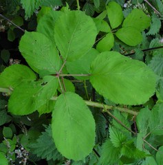 Rubus cumbrensis
