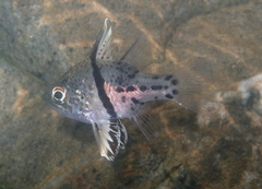 Sphaeramia orbicularis