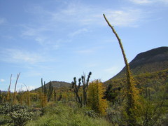 Fouquieria columnaris