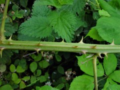 Rubus cumbrensis