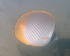 Chaetodon adiergastos
