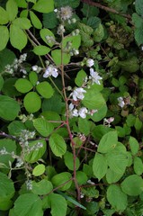 Rubus cumbrensis