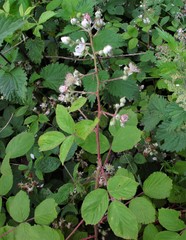 Rubus cumbrensis
