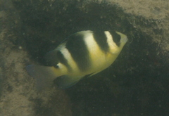 Banded Damselfish photo 1
