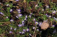 Porterella carnosula