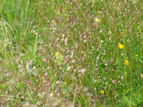 Kiškio ašarėlės nuotrauka