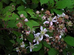 Rubus hylocharis