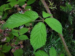 Rubus hylocharis