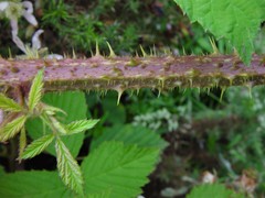 Rubus hylocharis