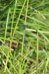 Coenagrion lunulatum
