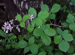 Rubus wirralensis