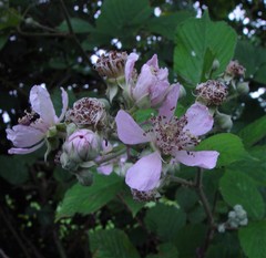 Rubus wirralensis