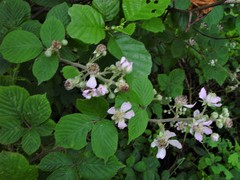 Rubus wirralensis