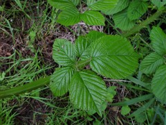 Rubus wirralensis
