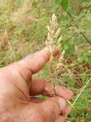 Poa arachnifera