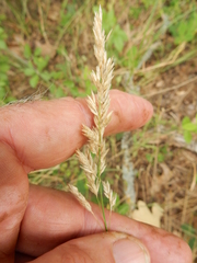 Poa arachnifera