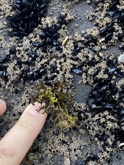 Psilophycus alveatus