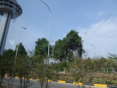 Alstonia