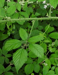 Rubus criniger