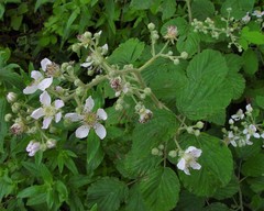 Rubus criniger