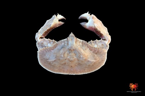 Genus Cryptopodia · iNaturalist