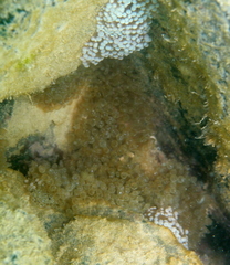 Mesactinia ganensis
