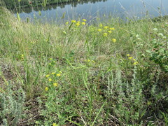 Bupleurum scorzonerifolium