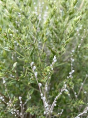 Lithospermum officinale