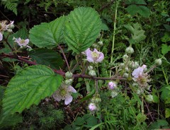 Rubus nemoralis
