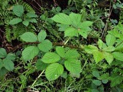 Rubus nemoralis