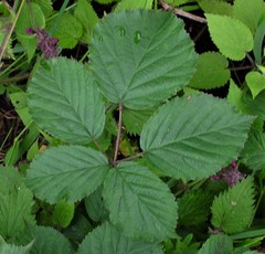 Rubus nemoralis