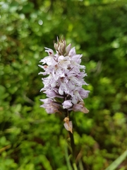 Dactylorhiza