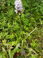 Dactylorhiza