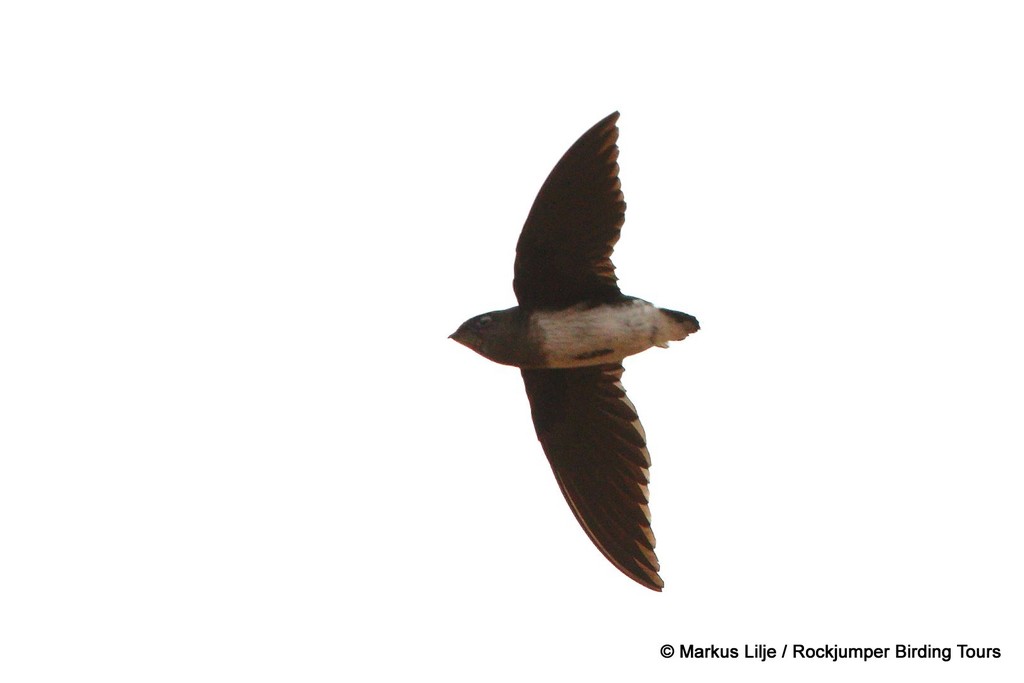 Cassin's Spinetail photo