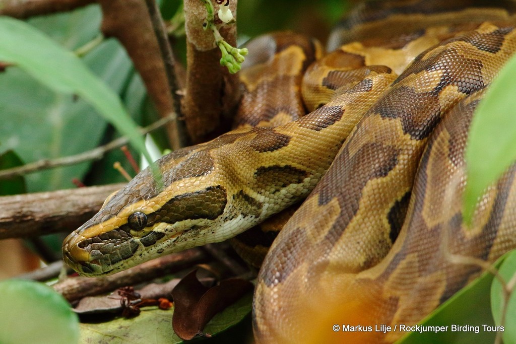 African Rock Python HX Fauna Of The Bissagos INaturalist   Large 