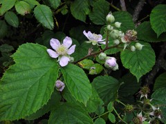 Rubus nemoralis