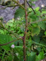 Rubus nemoralis