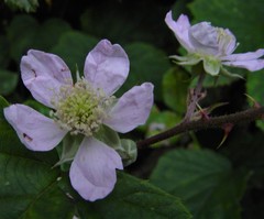 Rubus nemoralis