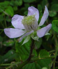 Rubus nemoralis
