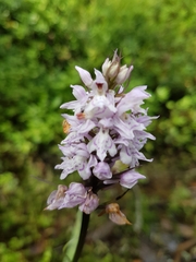 Dactylorhiza