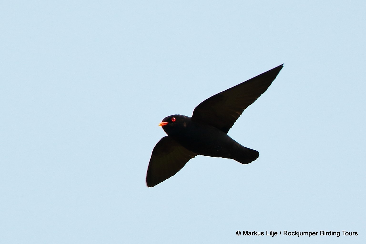 African River Martin illustration