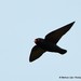 African River Martin - Photo (c) Markus  Lilje, some rights reserved (CC BY-NC-ND), uploaded by Markus  Lilje