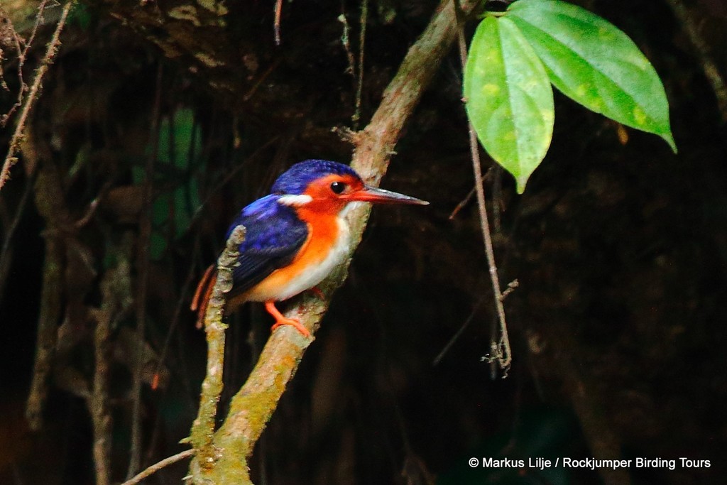 White-bellied Kingfisher photo