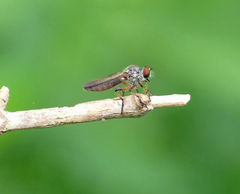 Ommatius floridensis