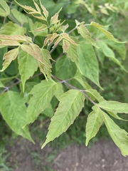 Acer negundo