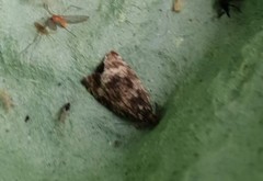 Syricoris lacunana