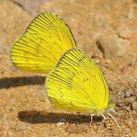 Broad-bordered Grass Yellow