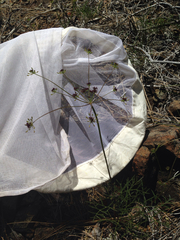 Lomatium marginatum