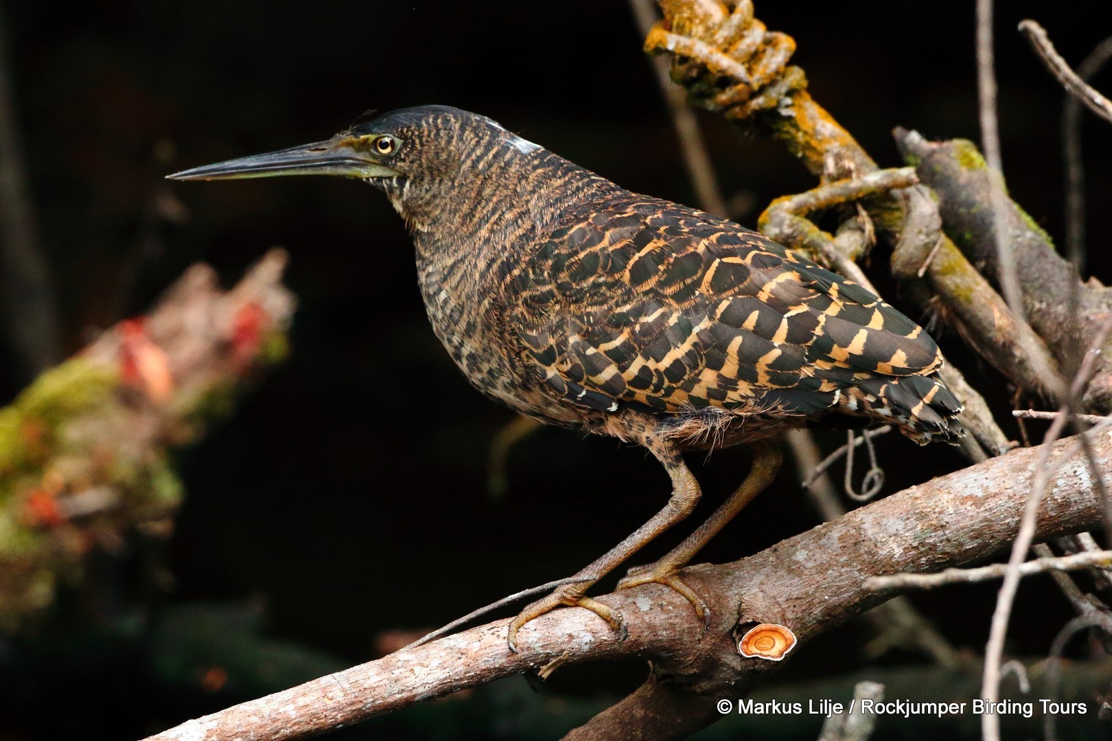 White-crested Tiger-Heron illustration