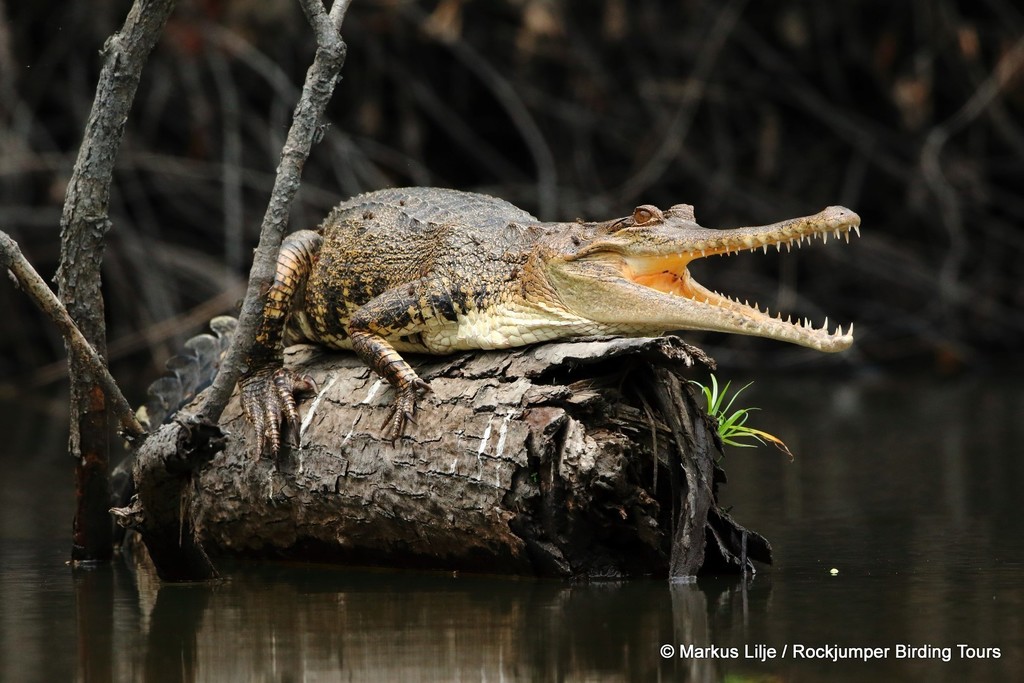 Африканский узкорылый крокодил (Крокодилы и черепахи) · iNaturalist